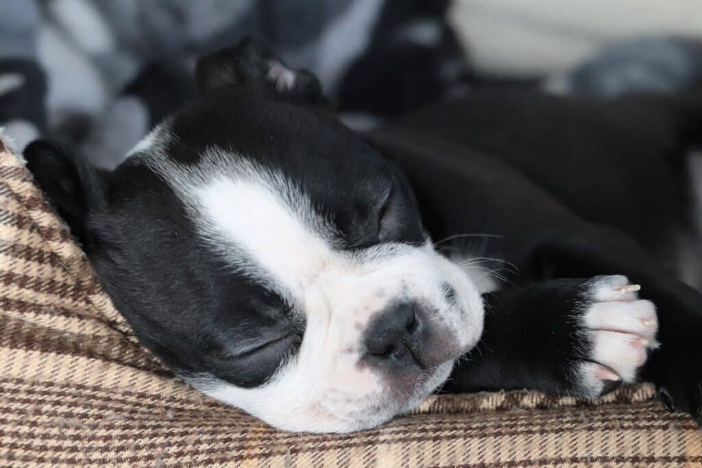 découvrez nos vétérinaires experts, prêts à prendre soin de la santé de vos précieux animaux. que ce soit pour des consultations, des conseils en nutrition ou des urgences, notre équipe dédiée est là pour vous aider.