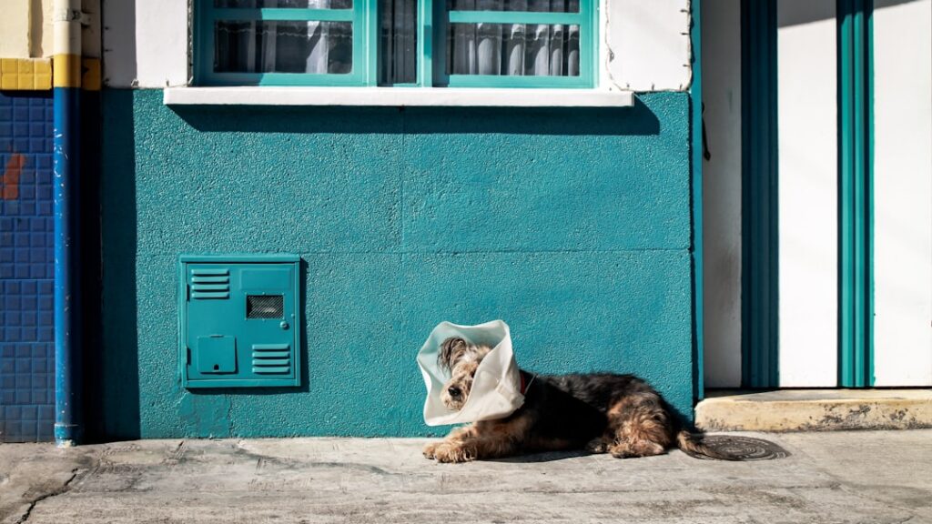 découvrez des services vétérinaires de qualité pour prendre soin de la santé de vos animaux. nos vétérinaires compétents sont là pour offrir des consultations, des vaccinations et des traitements adaptés à chaque besoin. assurez le bien-être de vos compagnons avec notre expertise professionnelle.