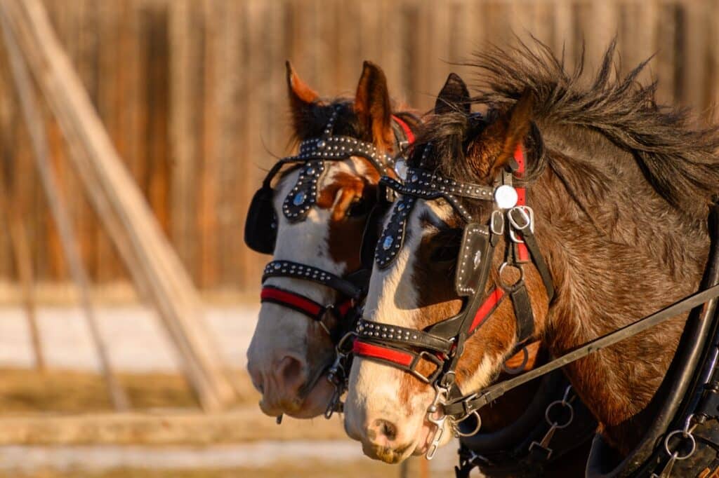 découvrez des vétérinaires expérimentés prêts à prendre soin de la santé de vos animaux. bénéficiez de conseils professionnels, de soins médicaux adaptés et d'une attention particulière pour le bien-être de vos compagnons à quatre pattes.